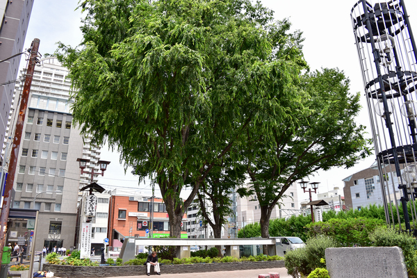 写真：むすびのけやき