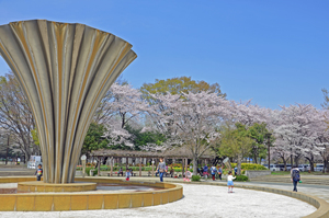 桜の時期の都立赤塚公園の写真