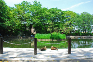 赤塚溜池公園の写真