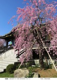 南蔵院の桜