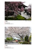 南蔵院・常楽院の桜