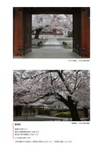 智清寺の桜