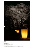 観明寺の桜