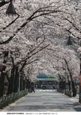 高島平区民館の桜