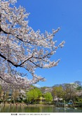 見次公園の桜