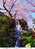 氷川つり堀公園の桜