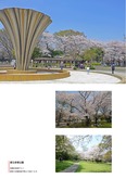 都立赤塚公園の桜