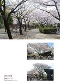 城北交通公園の桜