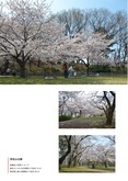茂呂山公園の桜