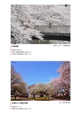 西宿裏橋・上板橋体育館の桜