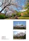 板橋清掃工場の桜