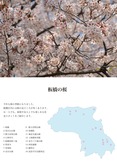 板橋の桜の紹介