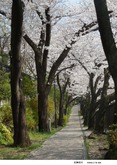 石神井川