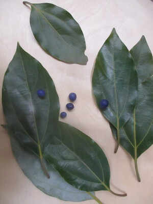 葉っぱや木の実の写真