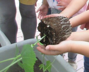 苗を植えている様子
