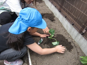 花壇に苗を植えている子ども