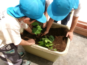 苗を植える5歳児の子どもたち