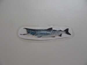 魚探し