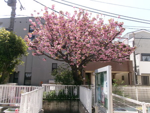 園庭の八重桜