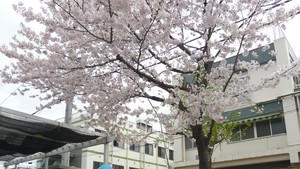 園庭の桜の木