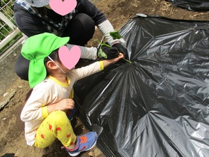 うえてる1