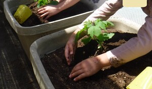 ゴーヤの苗植え