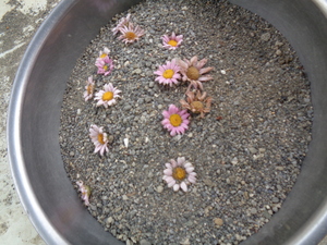 写真:砂場の砂に花を入れて料理をしているところ