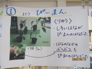 写真：野菜が何の苗か予想した掲示