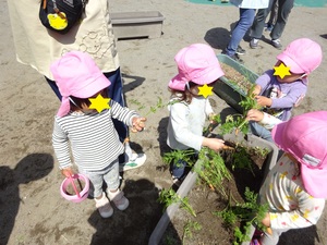 写真：2歳児クラス人参収穫の様子