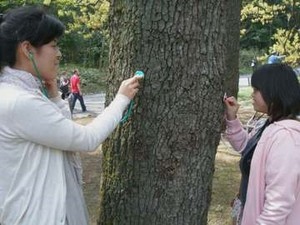 写真1:木の音を聞く様子
