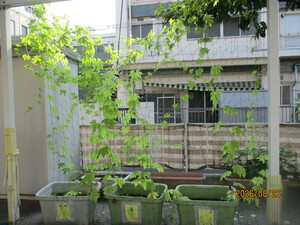 夏野菜