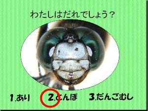 写真2:むしむしクイズの表紙