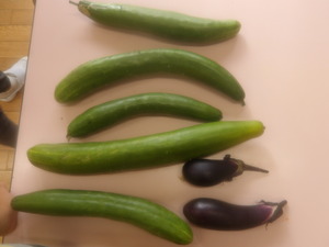 保育園の畑で採れた野菜