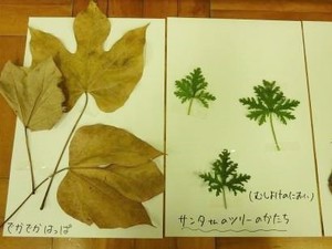 写真2：葉の特徴ごとに分類して貼った画用紙