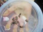 写真2：捕まえたダンゴムシ