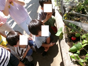 ミニトマトとメロンの大きさを確認しています。