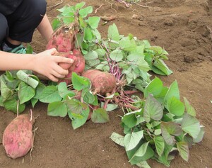 写真:芋堀りの芋の写真
