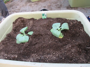 写真:キャベツの苗の写真