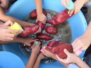 写真:芋を洗う写真