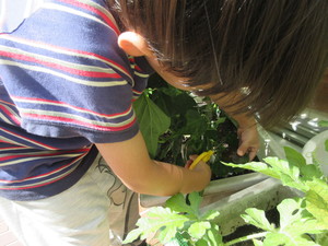 野菜を収穫する子どもの写真