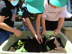 子どもたちが苗を植えている写真