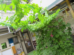 ゴーヤー