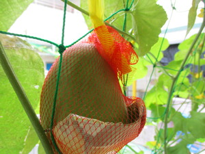 大きいメロン