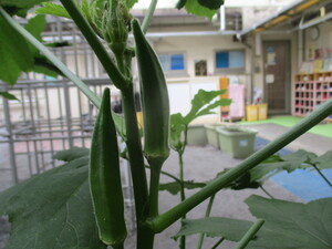 オクラ