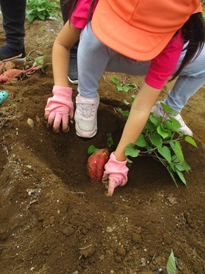 4歳児　芋掘りの様子