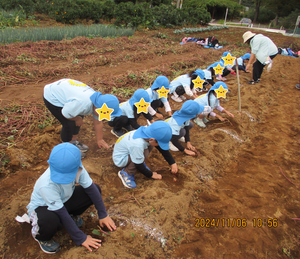 芋ほりをしている子どもたち