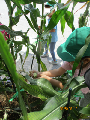 ポップコーンになるとうもろこしを収穫しているところ