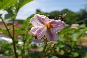ジャガイモの花の写真