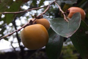 カキの写真