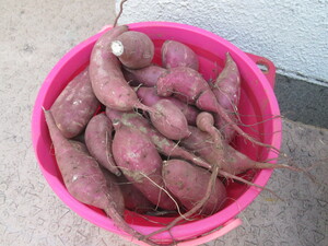 バケツに入ったサツマイモ